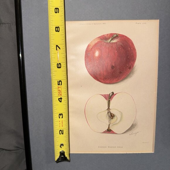 Stayman Winesap Apple 1902 Antique USDA Fruit Lithograph Print Framed Botanical - Picture 12 of 16